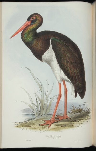 Cigogne Noire, de 