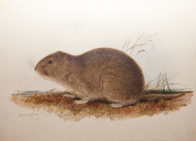 Ctenomys magellanicus, 1836 - Edward Lear