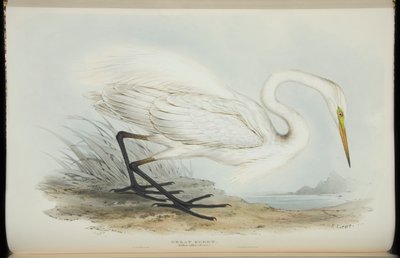 Grande aigrette, de 