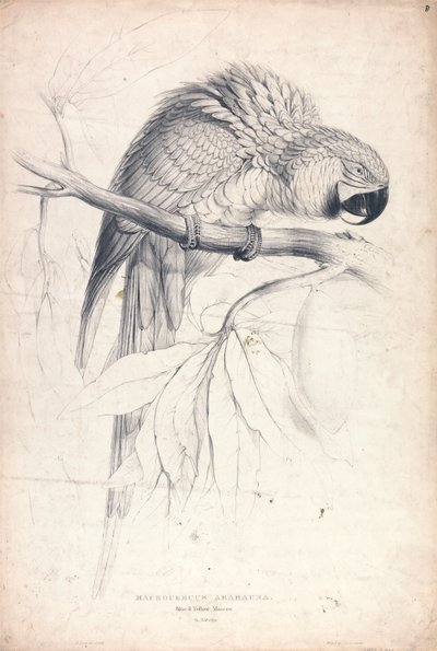  - Edward Lear