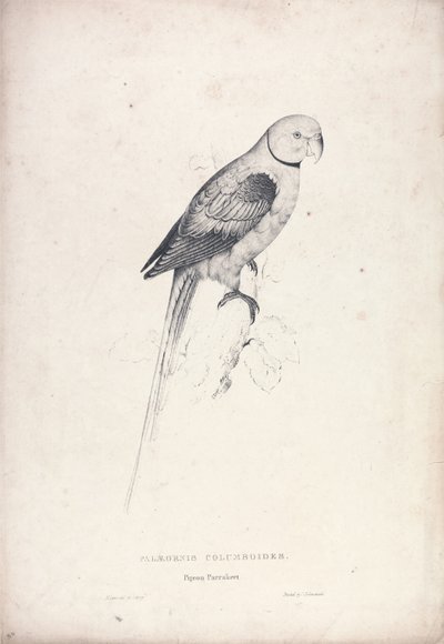  - Edward Lear