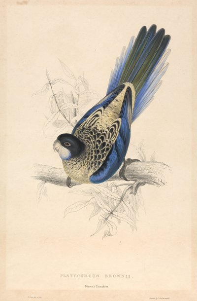  - Edward Lear