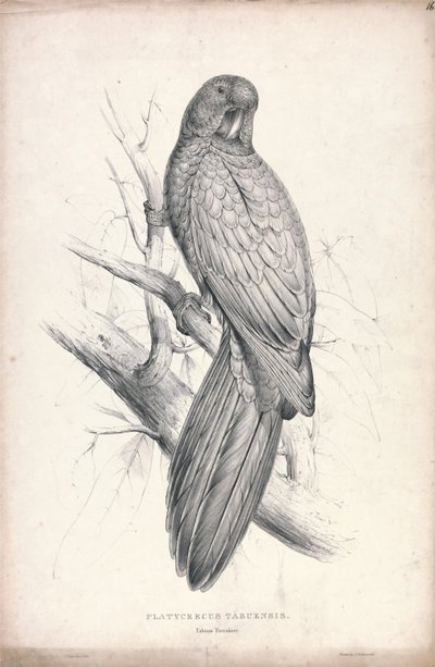  - Edward Lear
