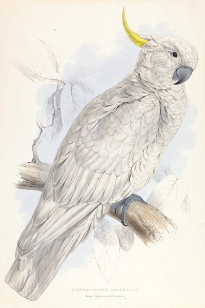 Plyctolophus Galeritus. Cacatoès à huppe soufrée. - Edward Lear