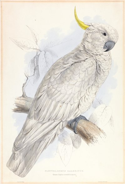 Plyctolophus Galeritus. Cacatoès à huppe soufrée. - Edward Lear