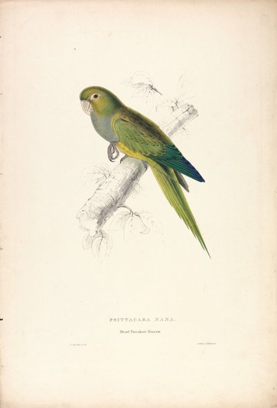 Psittacara Naria / Perruche naine (Planche 12) - Edward Lear