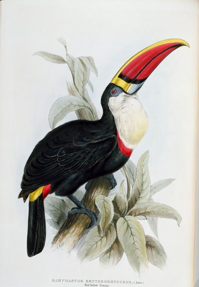 Toucan à bec rouge, de 