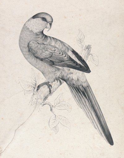  - Edward Lear