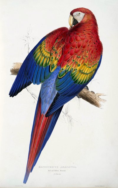 Ara rouge et jaune (Macrocercus aracanga), tiré des Illustrations de la famille des Psittacida, ou Perroquets, pub. 1832 - Edward Lear