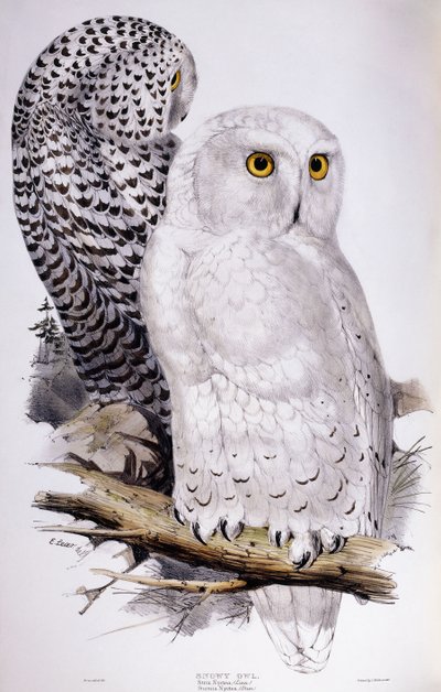 Harfang des neiges - Edward Lear