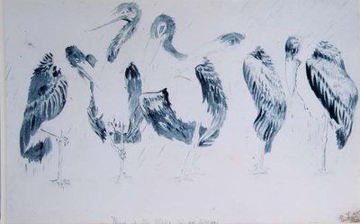 Études de cigognes - Edward Lear