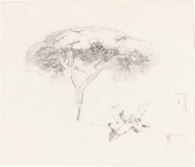 Pin parasol et autres études - Edward Lear
