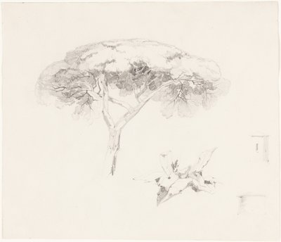 « Umbrella Pine » et autres études - Edward Lear