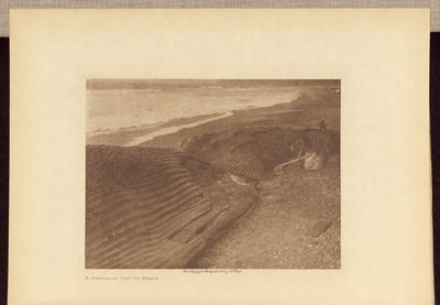 Une baleine partiellement découpée - Edward S. Curtis