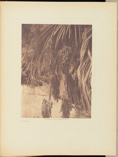 Fruit du palmier - Edward S. Curtis