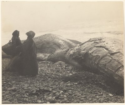 [Baleine partiellement dépecée - Makah] [La baleine capturée] - Edward S. Curtis