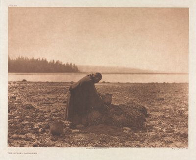 Portfolio IX, Planche 313: Le ramasseur de moules - Edward S. Curtis