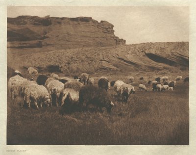 Portfolio I, planche 33 : Troupeaux Navaho - Edward S. Curtis