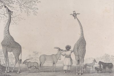 Les majestueuses et gracieuses girafes, ou caméléopards, avec quelques animaux rares de la gazelle - Edward Williams Clay
