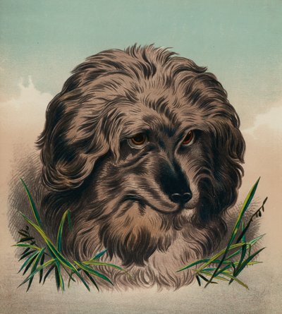 Le Terrier de Skye - Edwin (after) Landseer
