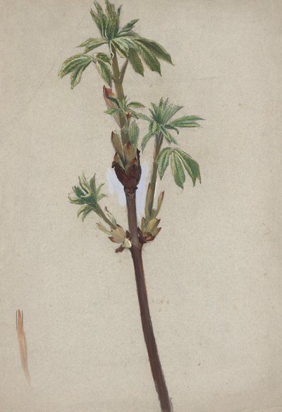 Étude de plante - Edwin Austin Abbey