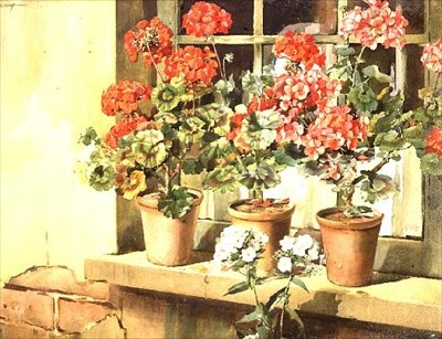 Géraniums - Edwin Byatt