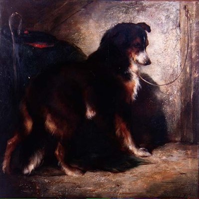 Le colley du berger - Edwin Douglas