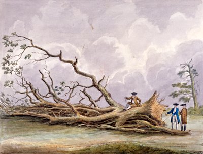 Arbres endommagés par une tempête du 15 octobre, Roehampton, Londres - Edwin Edwards