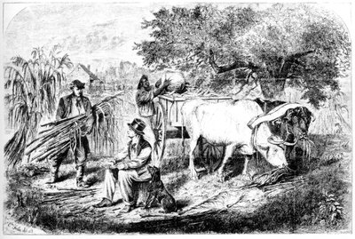 Bœufs transportant du maïs, 19e siècle - Edwin Forbes