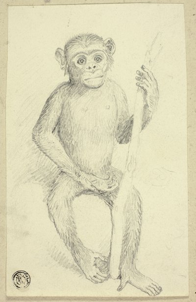 Orang-outan - Edwin Henry Landseer