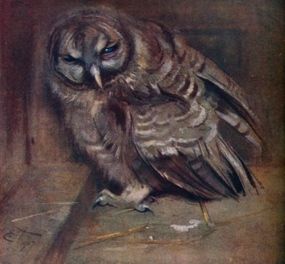 Un jeune hibou brun, 1907 - Edwin John Alexander