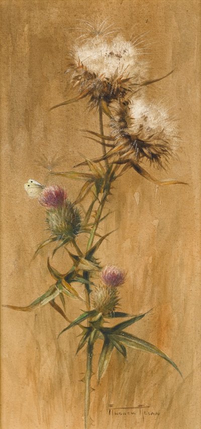 Papillon sur des têtes de chardon - Edwin John Alexander