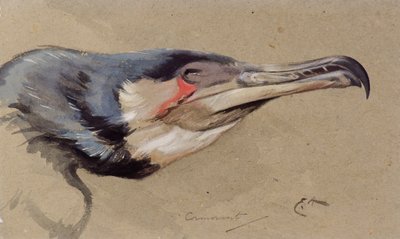 Cormoran - Edwin John Alexander