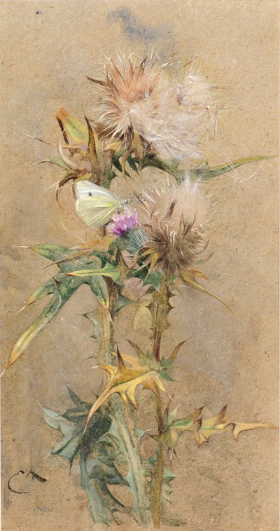 Chardons et papillon - Edwin John Alexander