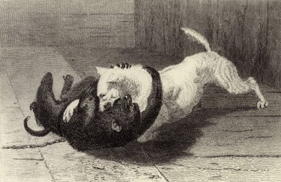 Exemple X, chien combattant avec singe - Edwin Landseer