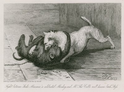 Combat entre Jacco Macacco, un singe célèbre, et la chienne bien connue de M. Thomas Cubb, Puss - Edwin Landseer