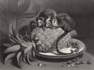 Les Marmozettes - Edwin Landseer