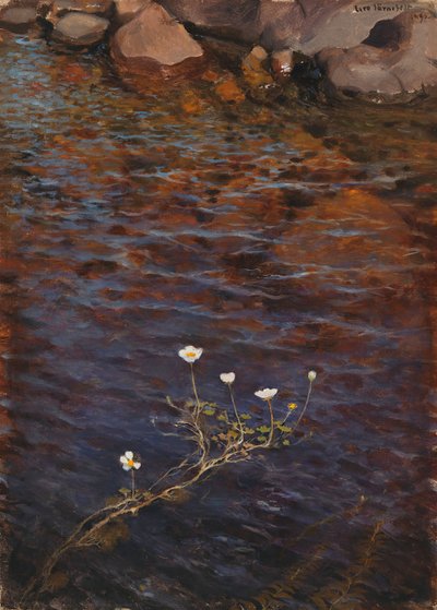 Renoncule aquatique des étangs - Eero Järnefelt