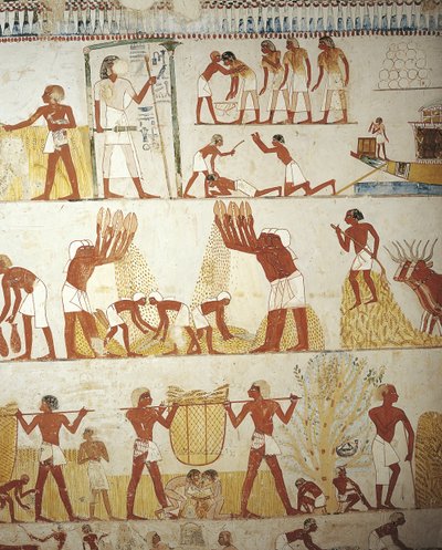 Égypte, Thèbes, Louxor, Sheikh 