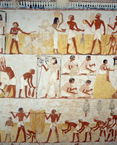 Récolte, battage et vannage du grain, détail des fresques dans le vestibule de la Tombe de Menna, Nécropole de Sheikh Abd el Qurnah, Louxor, Thèbes (Liste du patrimoine mondial de l