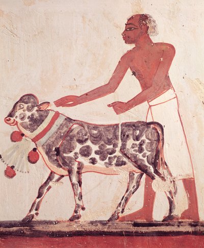 Paysan menant une vache au sacrifice, de la tombe de Menna (peinture murale) - Egyptian 18th Dynasty