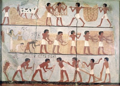 Scènes de semailles et de récolte, de la tombe d