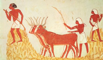 Utilisation de vaches pour fouler le blé, de la tombe de Menna, Nouvel Empire (peinture murale) - Egyptian 18th Dynasty