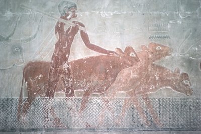 Bétail traversant un canal dans la chapelle mastaba de Ti, Ancien Empire - Egyptian 5th Dynasty