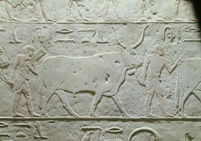Bouvier menant un taureau, (détail) du Mastaba d