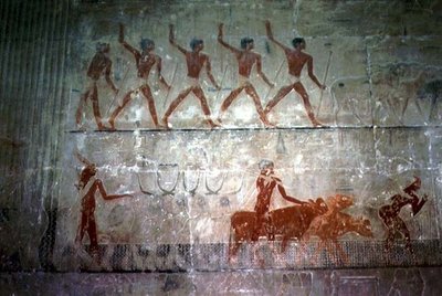 Hommes conduisant des moutons et du bétail de la chapelle Mastaba de Ti, Ancien Empire - Egyptian 5th Dynasty