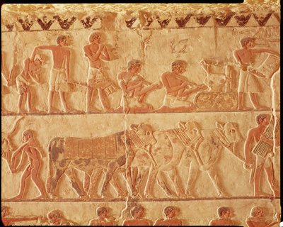 Relief peint représentant la collecte des impôts et un groupe de bovins, Ancien Empire - Egyptian 5th Dynasty