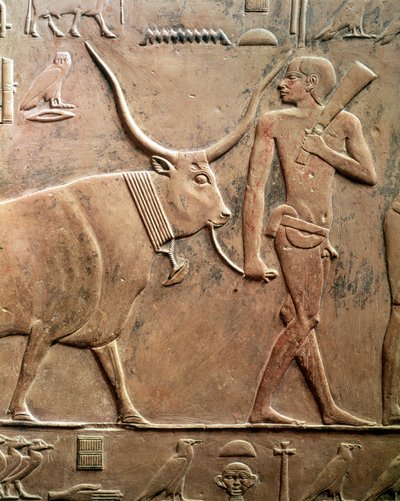 Relief représentant un paysan menant une vache au sacrifice, de la Mastaba de Ptah-Hotep et Akhti-Hotep, Ancien Empire - Egyptian 5th Dynasty