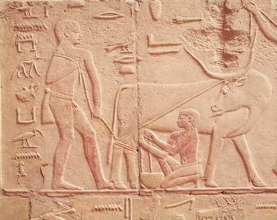 Relief représentant un homme trayant une vache, du mastaba de Kagemni, Ancien Empire (calcaire peint) - Egyptian 6th Dynasty