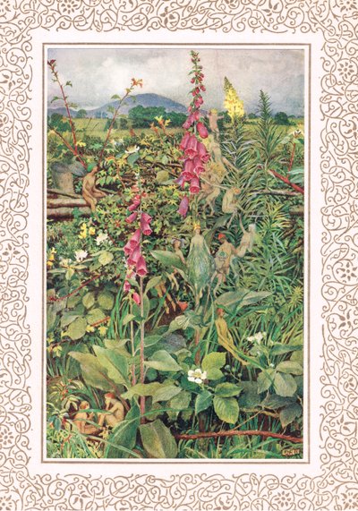 Naues Fées parmi les digitales, illustration de 